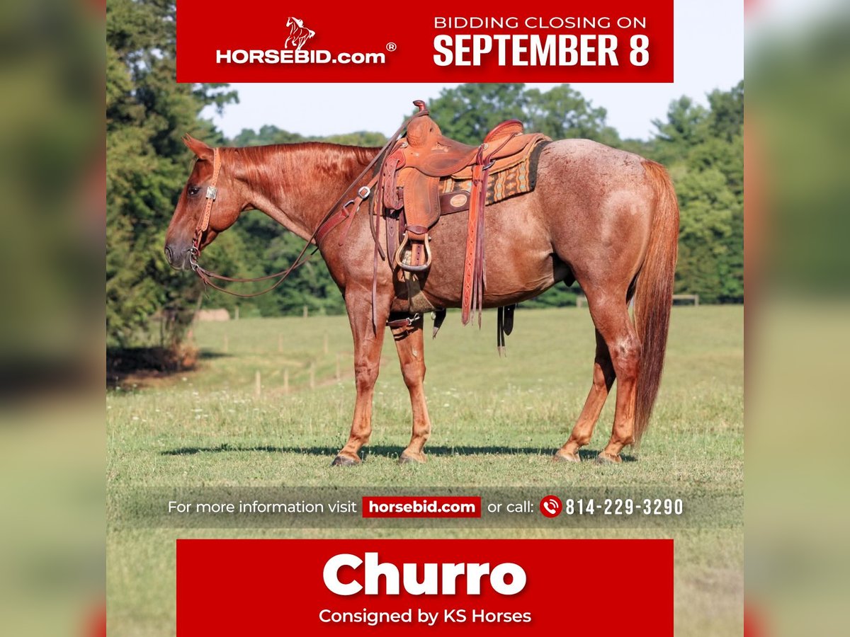 American Quarter Horse Ruin 12 Jaar 152 cm Roan-Red in Clarion