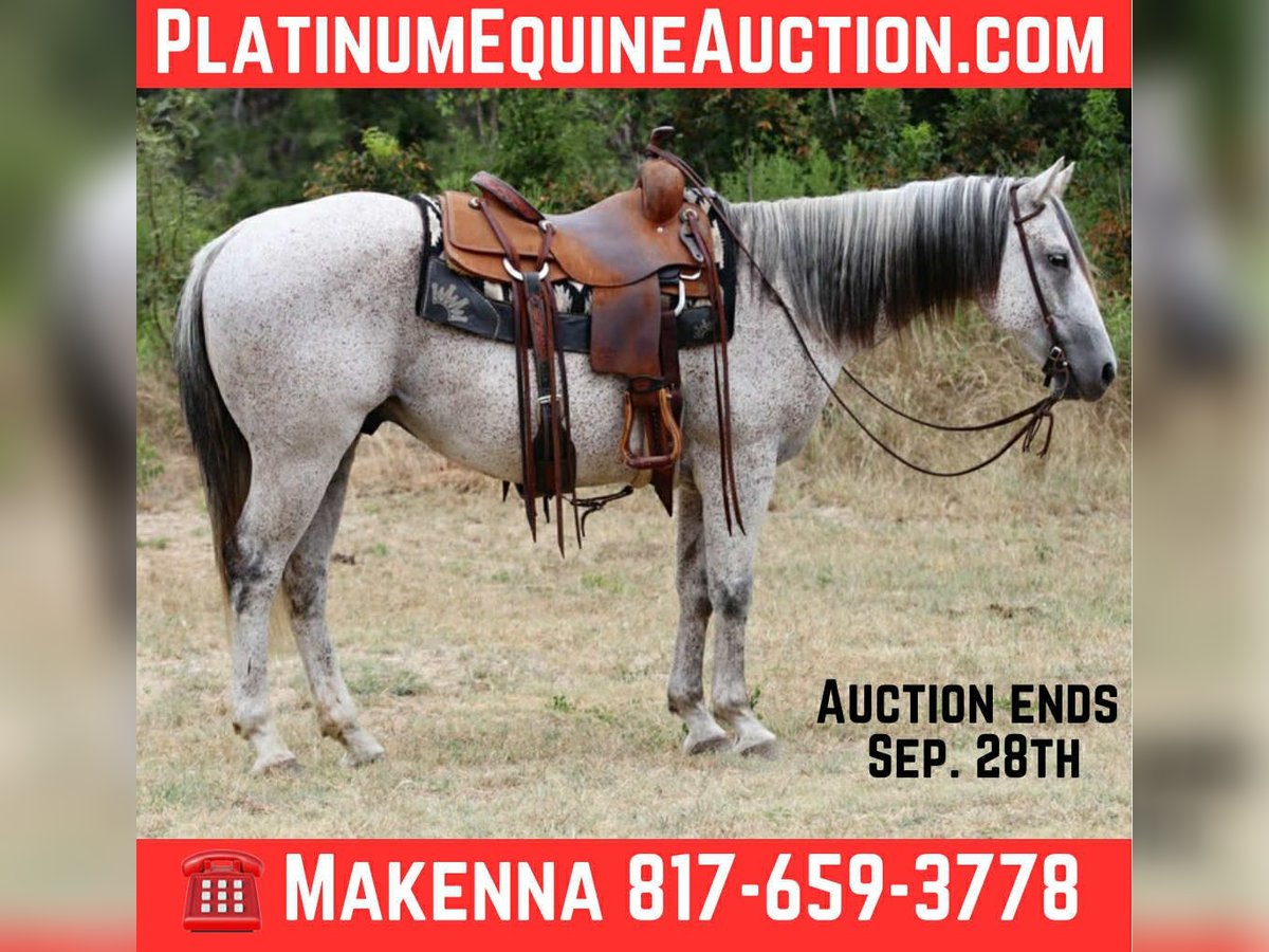 American Quarter Horse Ruin 12 Jaar 152 cm Schimmel in Lipan TX