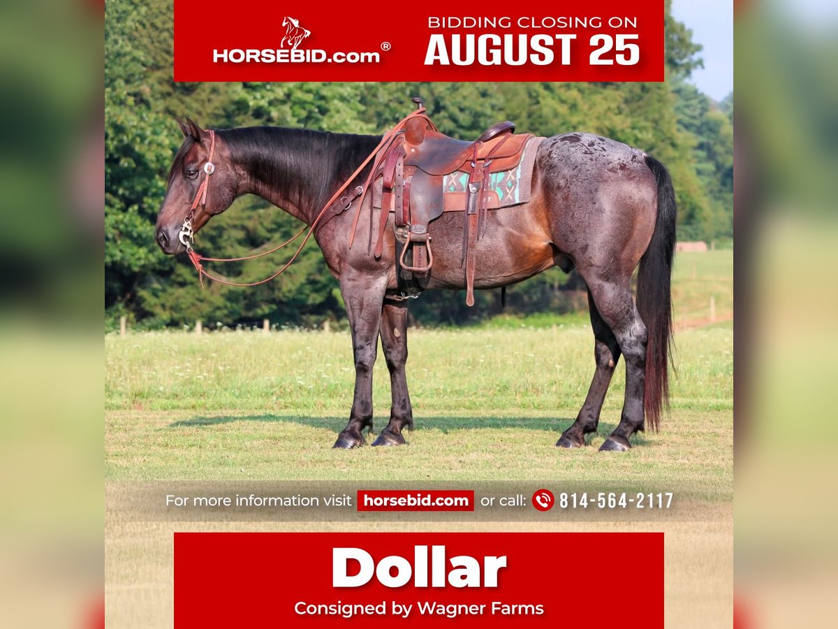 American Quarter Horse Ruin 12 Jaar 155 cm Roan-Blue in Clarion