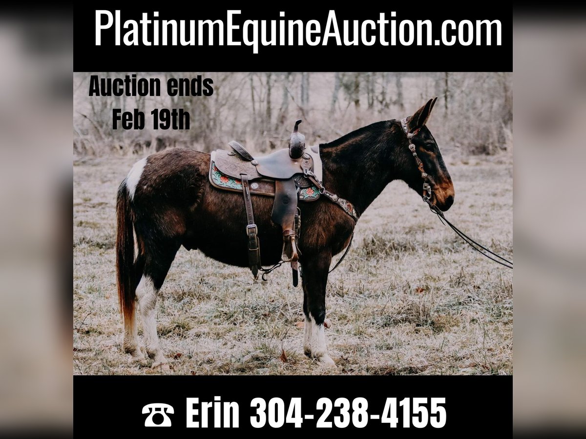 American Quarter Horse Ruin 12 Jaar 155 cm Tobiano-alle-kleuren in Hillsboro KY