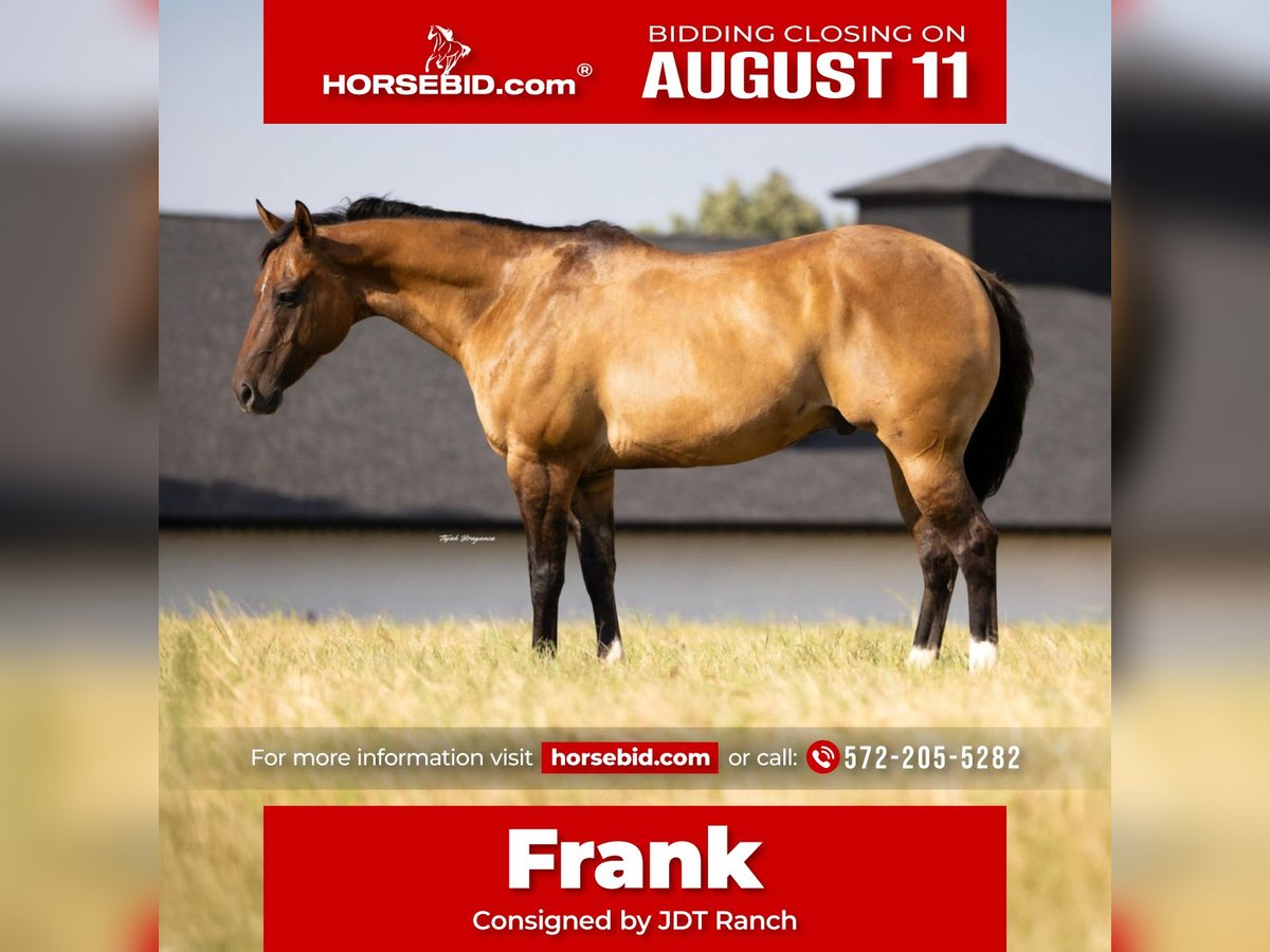 American Quarter Horse Ruin 12 Jaar 157 cm Falbe in Crescent, OK