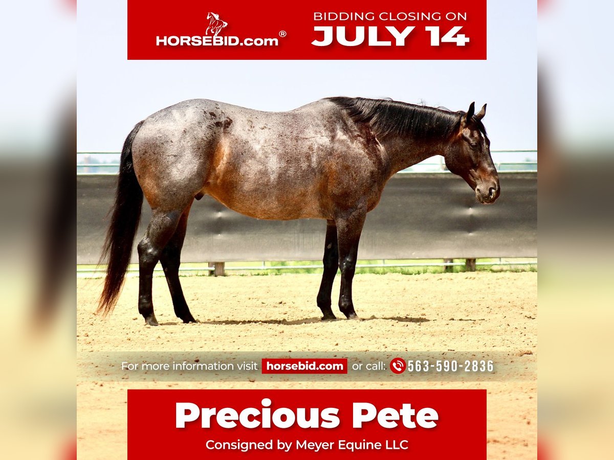 American Quarter Horse Ruin 12 Jaar 157 cm Roan-Blue in La Motte, IA