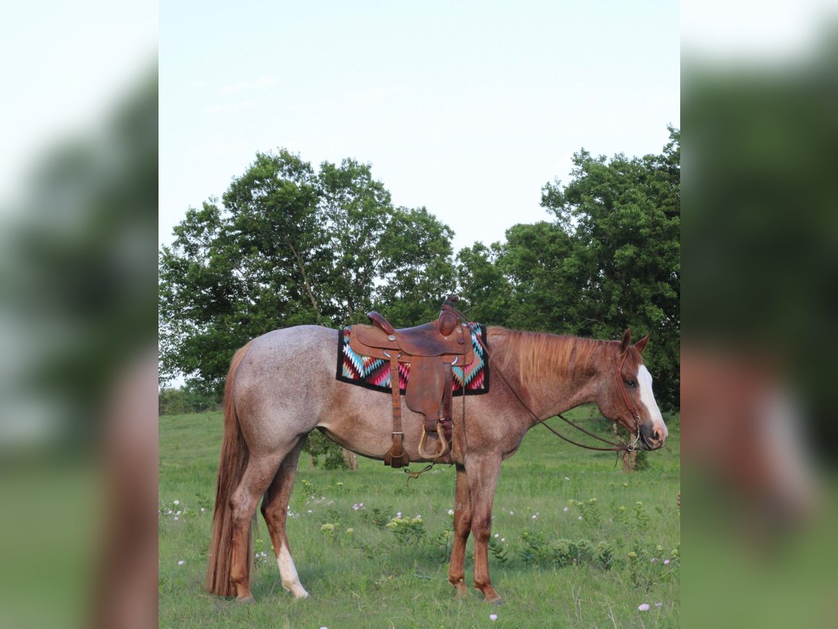 American Quarter Horse Ruin 12 Jaar 157 cm Roan-Red in MADILL ok