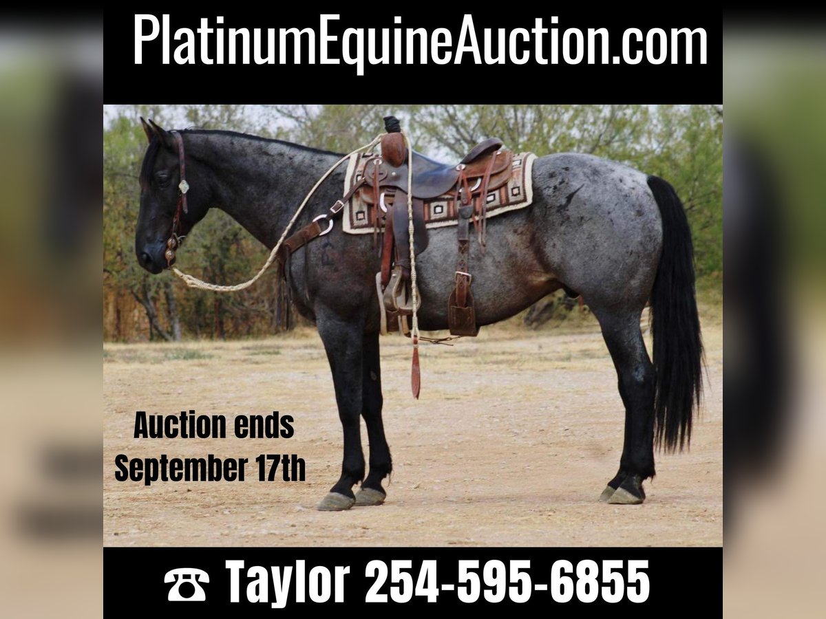 American Quarter Horse Ruin 12 Jaar 160 cm Roan-Blue in eastland TX