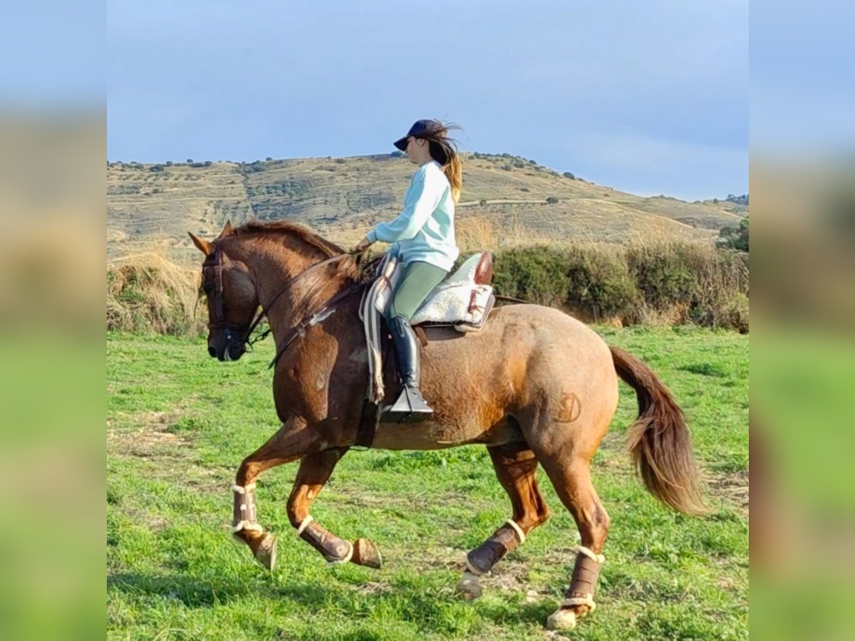 American Quarter Horse Mix Ruin 12 Jaar 162 cm in Collado Villalba