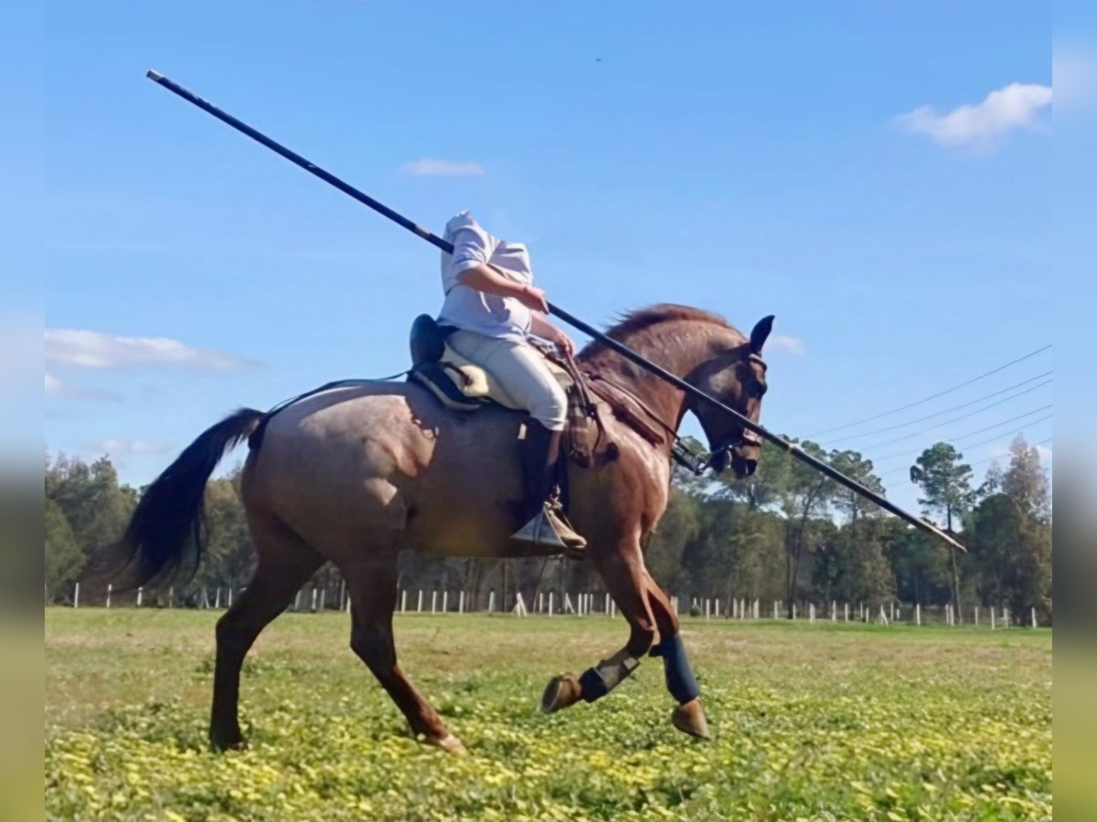 American Quarter Horse Mix Ruin 12 Jaar 162 cm Roan-Red in Collado Villalba