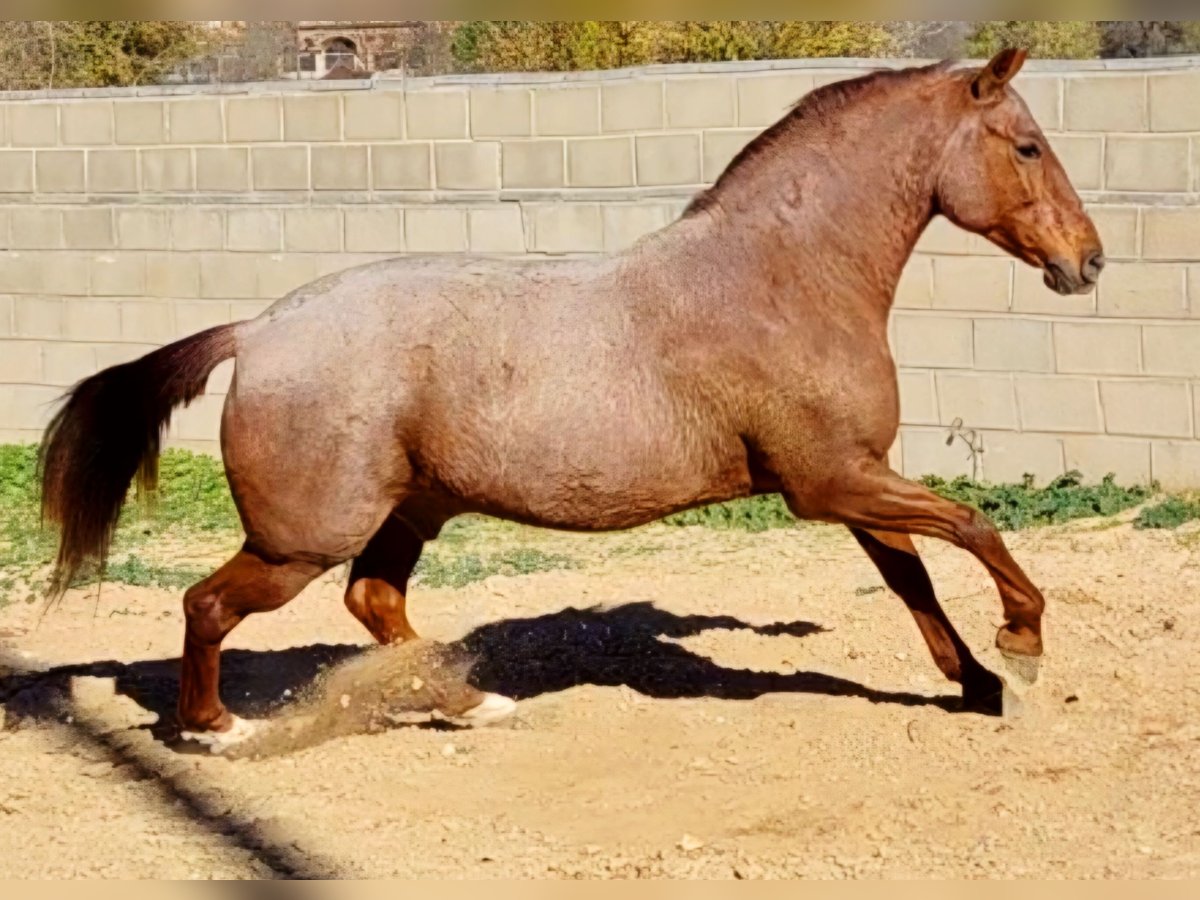 American Quarter Horse Mix Ruin 12 Jaar 162 cm Roan-Red in Collado Villalba