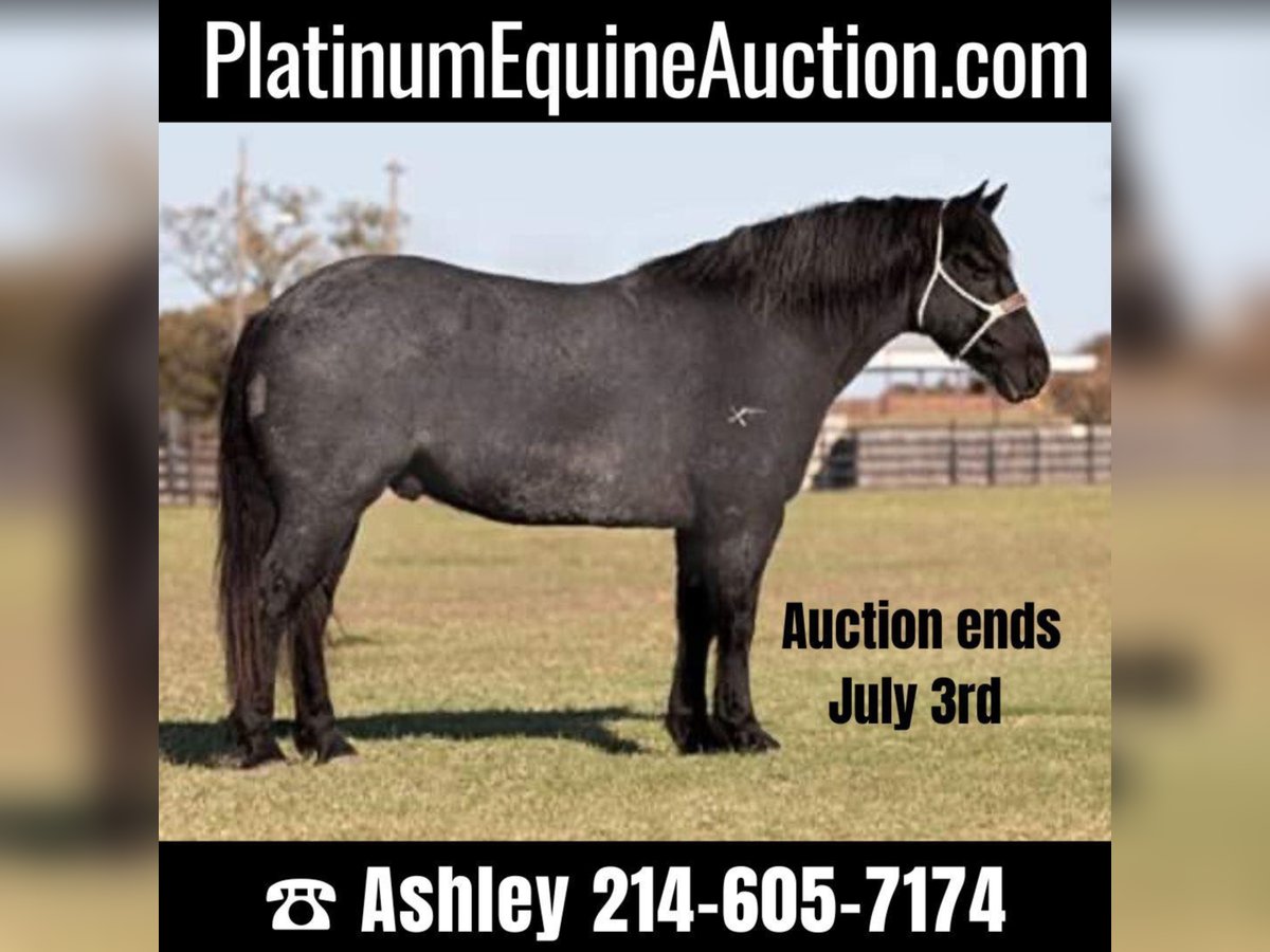 American Quarter Horse Ruin 12 Jaar 165 cm Roan-Blue in weatherford TX