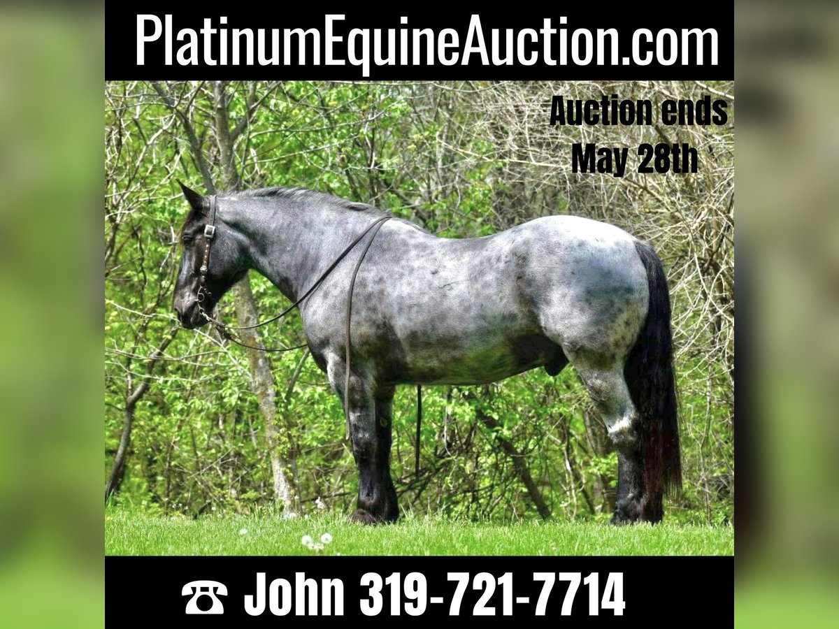 American Quarter Horse Ruin 12 Jaar 170 cm Roan-Blue in Libson IA