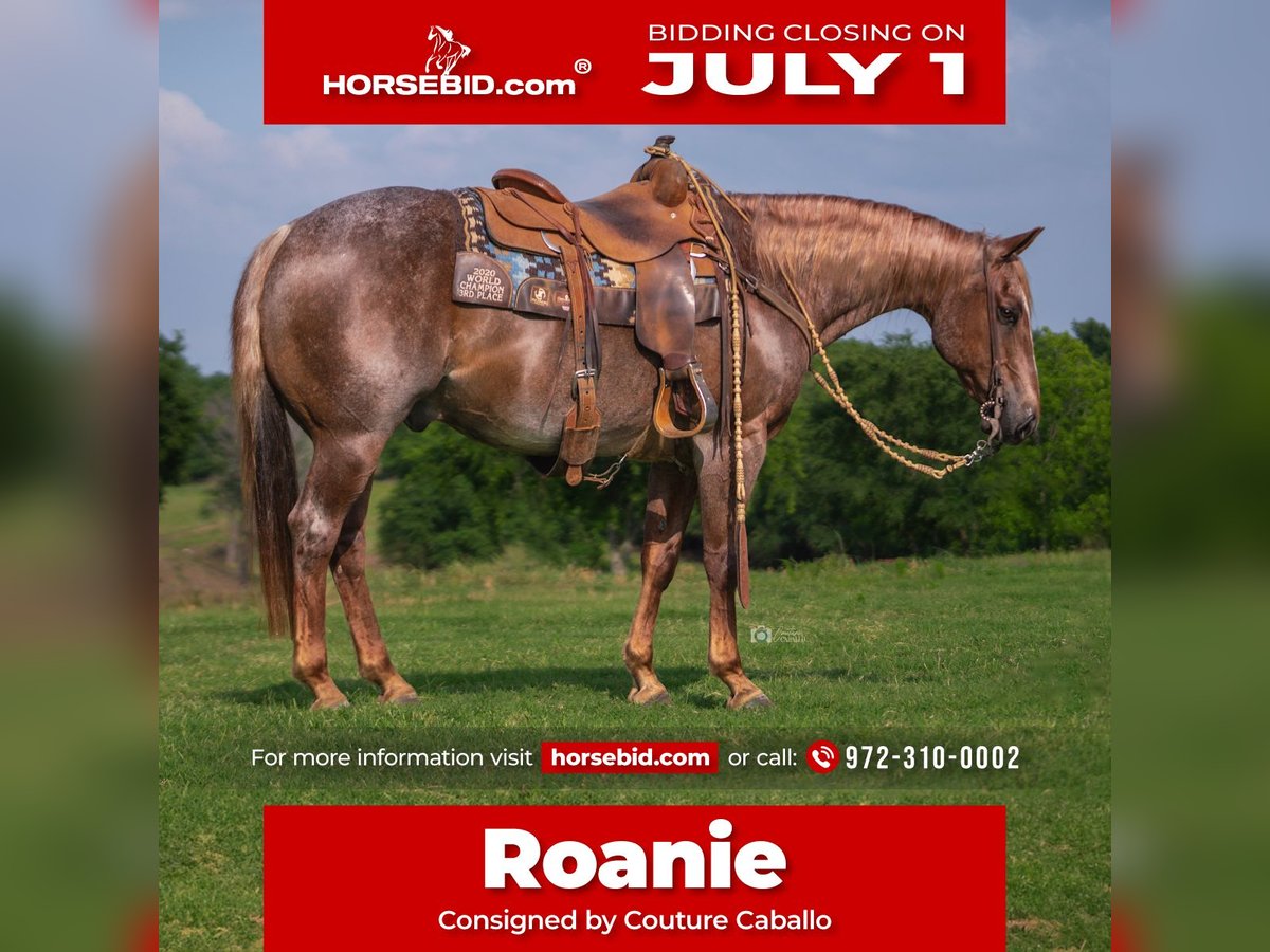 American Quarter Horse Ruin 13 Jaar 147 cm Roan-Red in Addison, TX