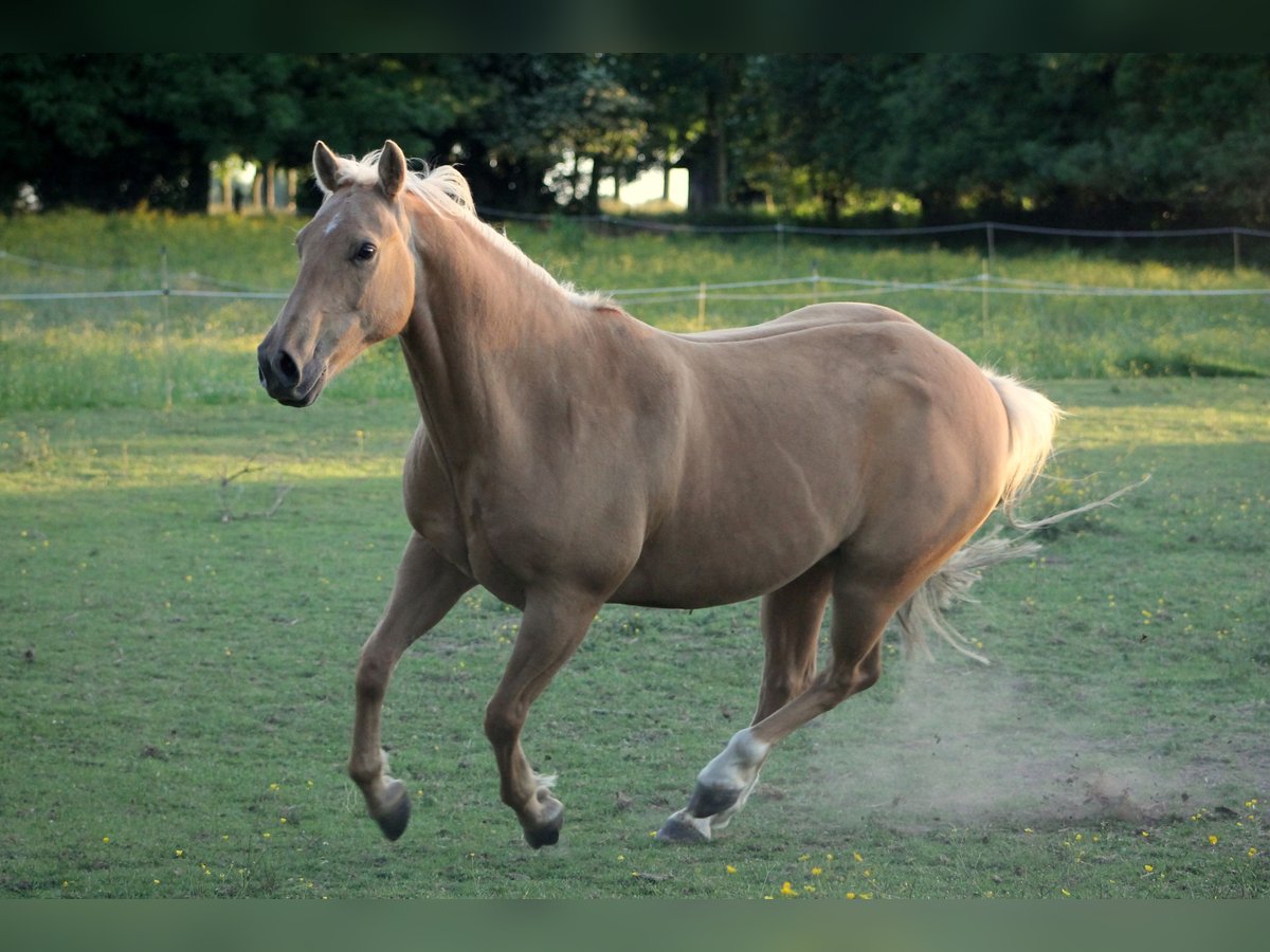 American Quarter Horse Ruin 13 Jaar 148 cm Palomino in Hauville