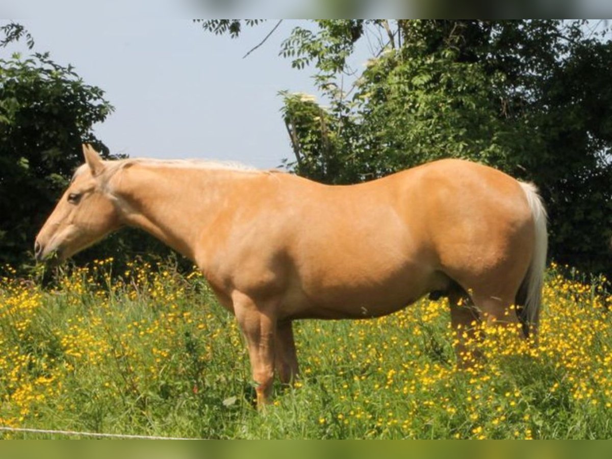 American Quarter Horse Ruin 13 Jaar 148 cm Palomino in Drubec