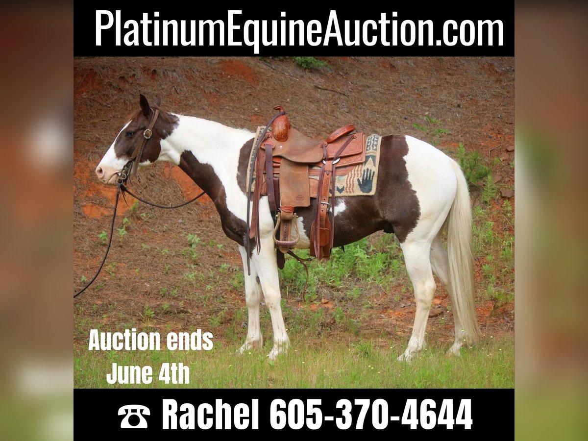 American Quarter Horse Ruin 13 Jaar 150 cm Tobiano-alle-kleuren in Rusk TX