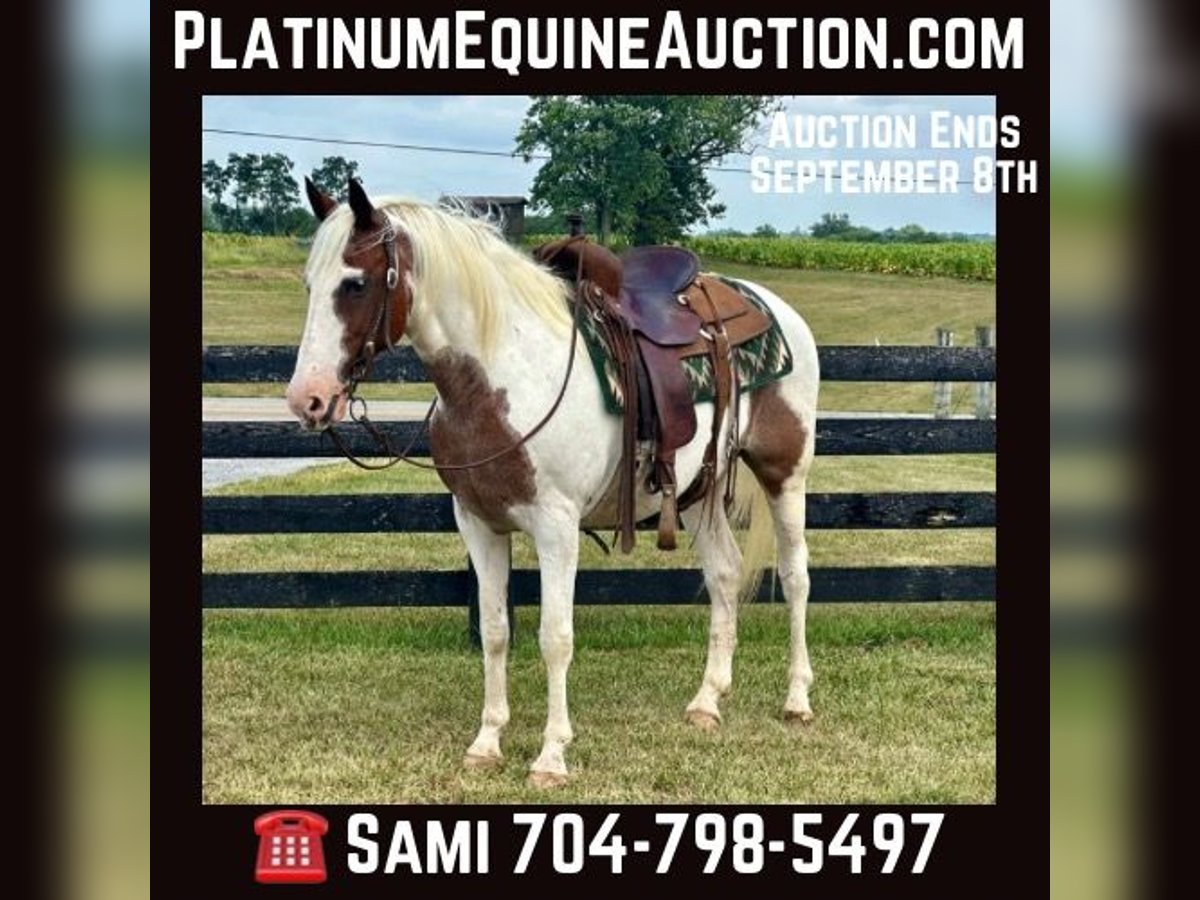 American Quarter Horse Ruin 13 Jaar 150 cm Tobiano-alle-kleuren in Brooksville KY