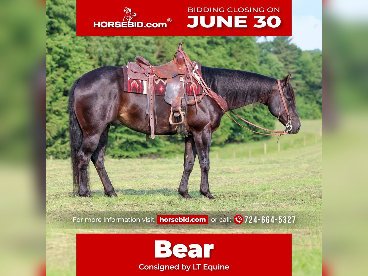 American Quarter Horse Mix Ruin 13 Jaar 152 cm Bruin in Clarion, PA