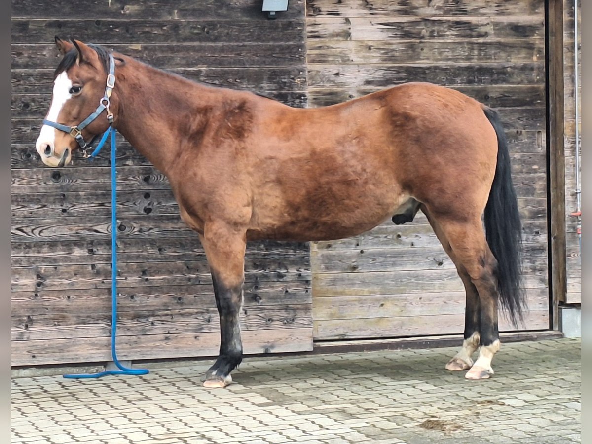 American Quarter Horse Ruin 13 Jaar 155 cm Bruin in St.Florian