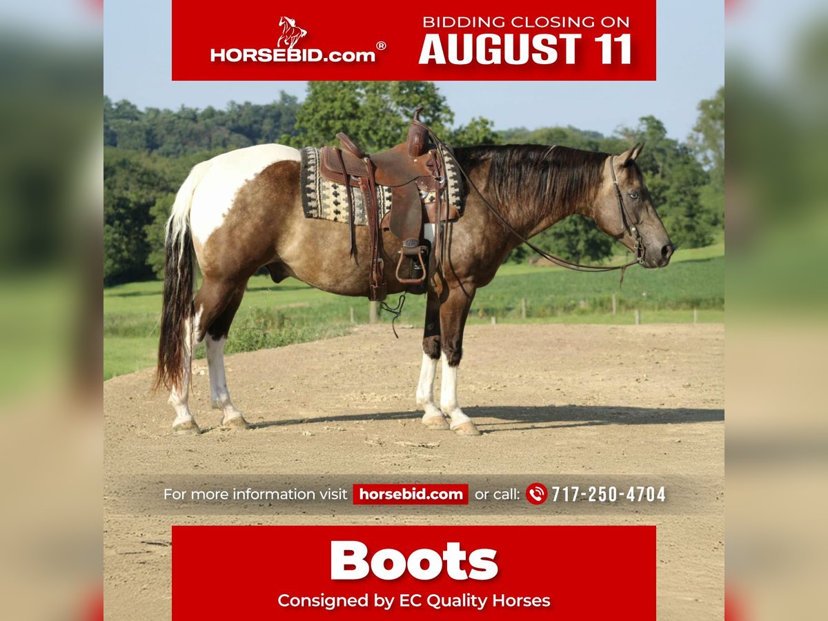 American Quarter Horse Ruin 13 Jaar 155 cm in Beaver Springs, PA