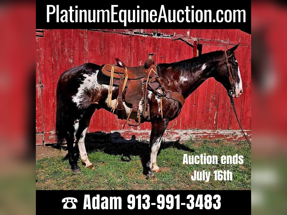 American Quarter Horse Ruin 13 Jaar 157 cm Overo-alle-kleuren in LaCygne KS