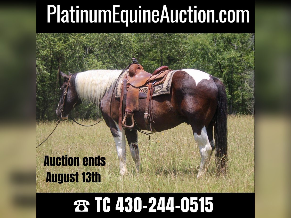 American Quarter Horse Ruin 13 Jaar 157 cm Tobiano-alle-kleuren in Rusk TX