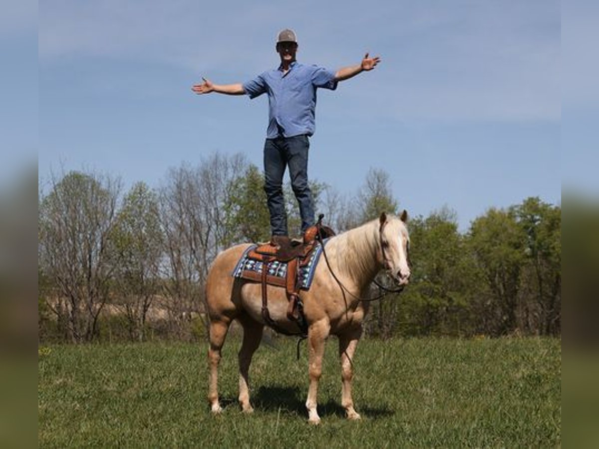 American Quarter Horse Ruin 13 Jaar Palomino in Mount Vernon, KY