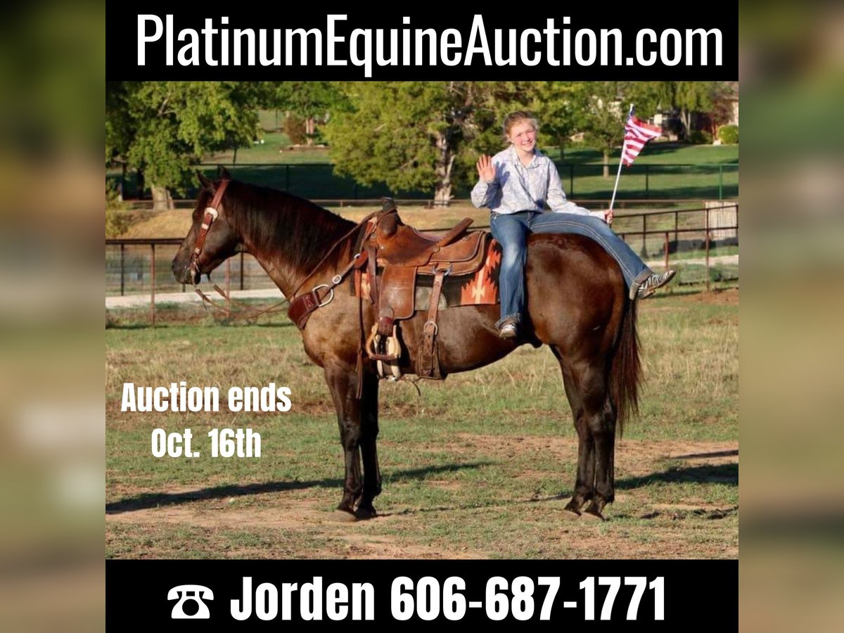 American Quarter Horse Ruin 13 Jaar Zwart in Cleburne, TX