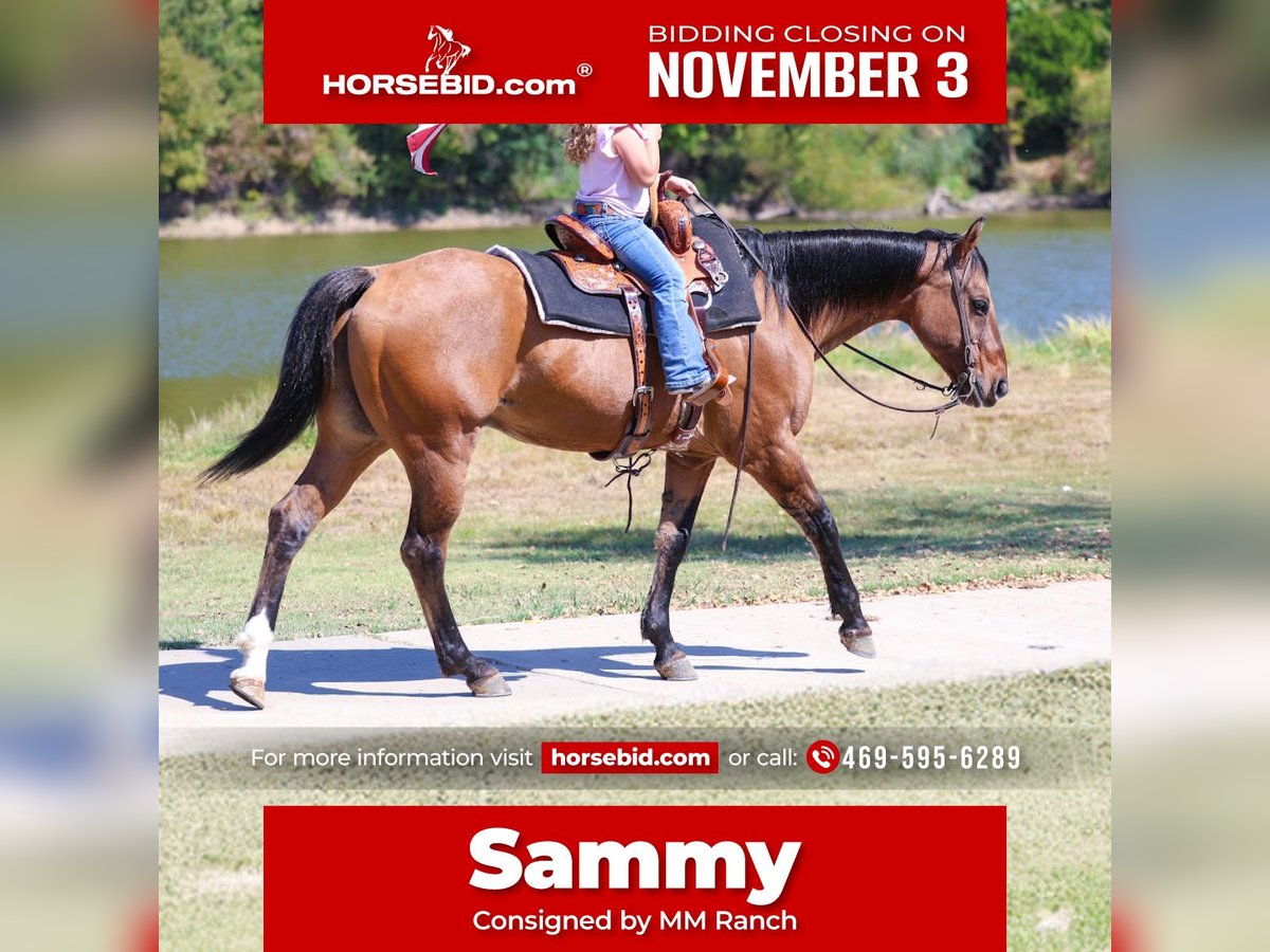 American Quarter Horse Ruin 14 Jaar 152 cm Buckskin in Forney