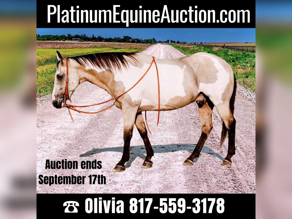 American Quarter Horse Ruin 14 Jaar 152 cm Overo-alle-kleuren in Weatherford TX