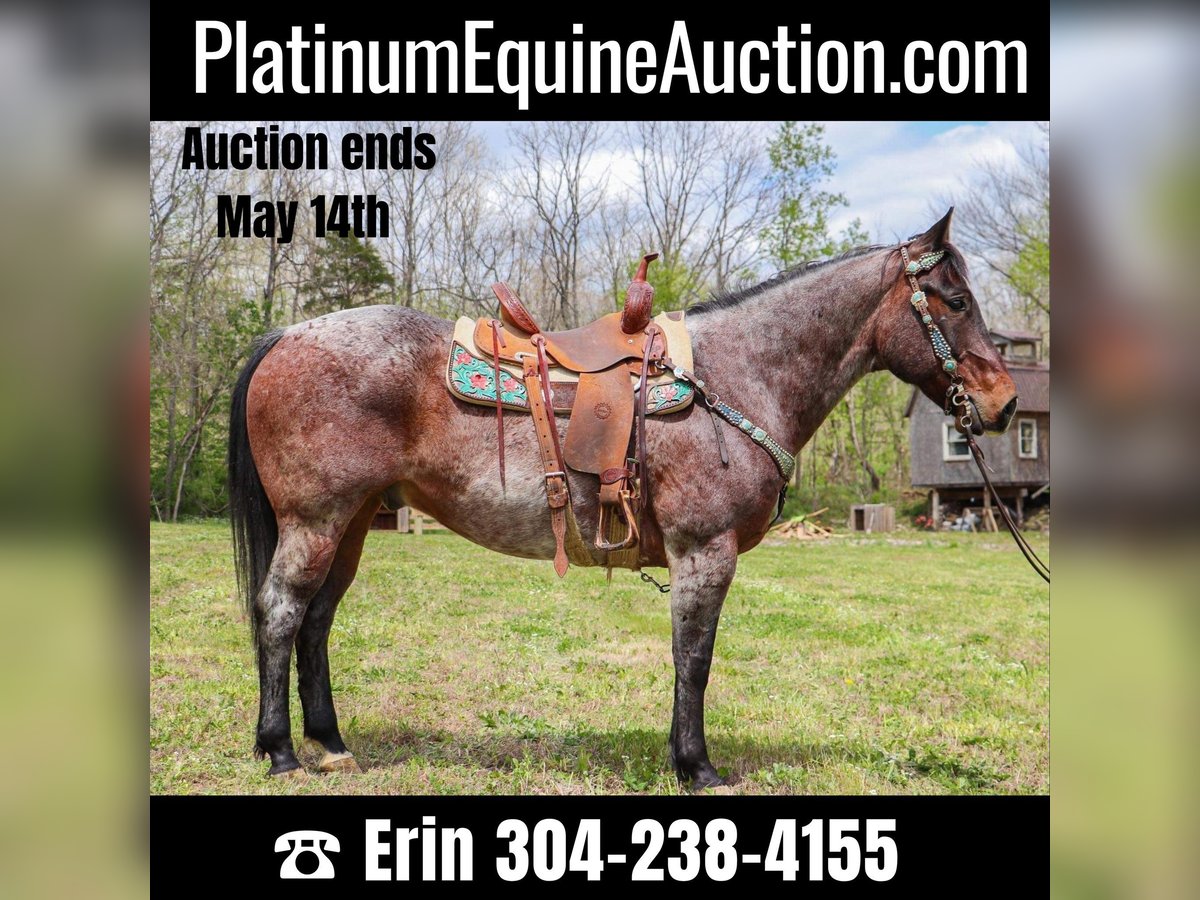 American Quarter Horse Ruin 14 Jaar 152 cm Roan-Bay in Hillsboro KY