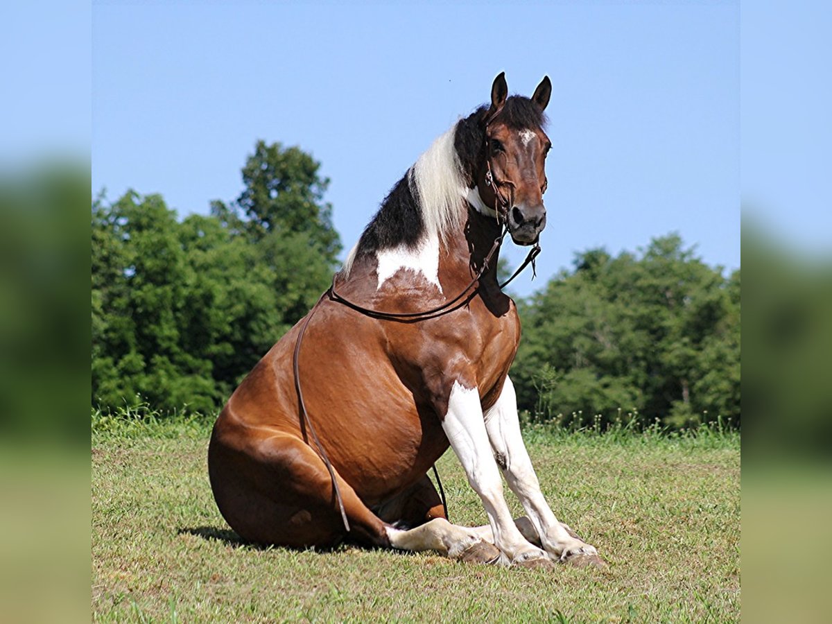 American Quarter Horse Ruin 14 Jaar 165 cm Tobiano-alle-kleuren in Mount Vernon KY