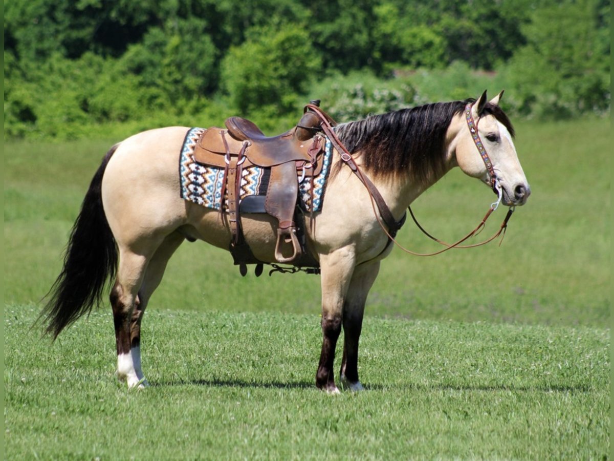 American Quarter Horse Ruin 14 Jaar Buckskin in Mount Vernon KY