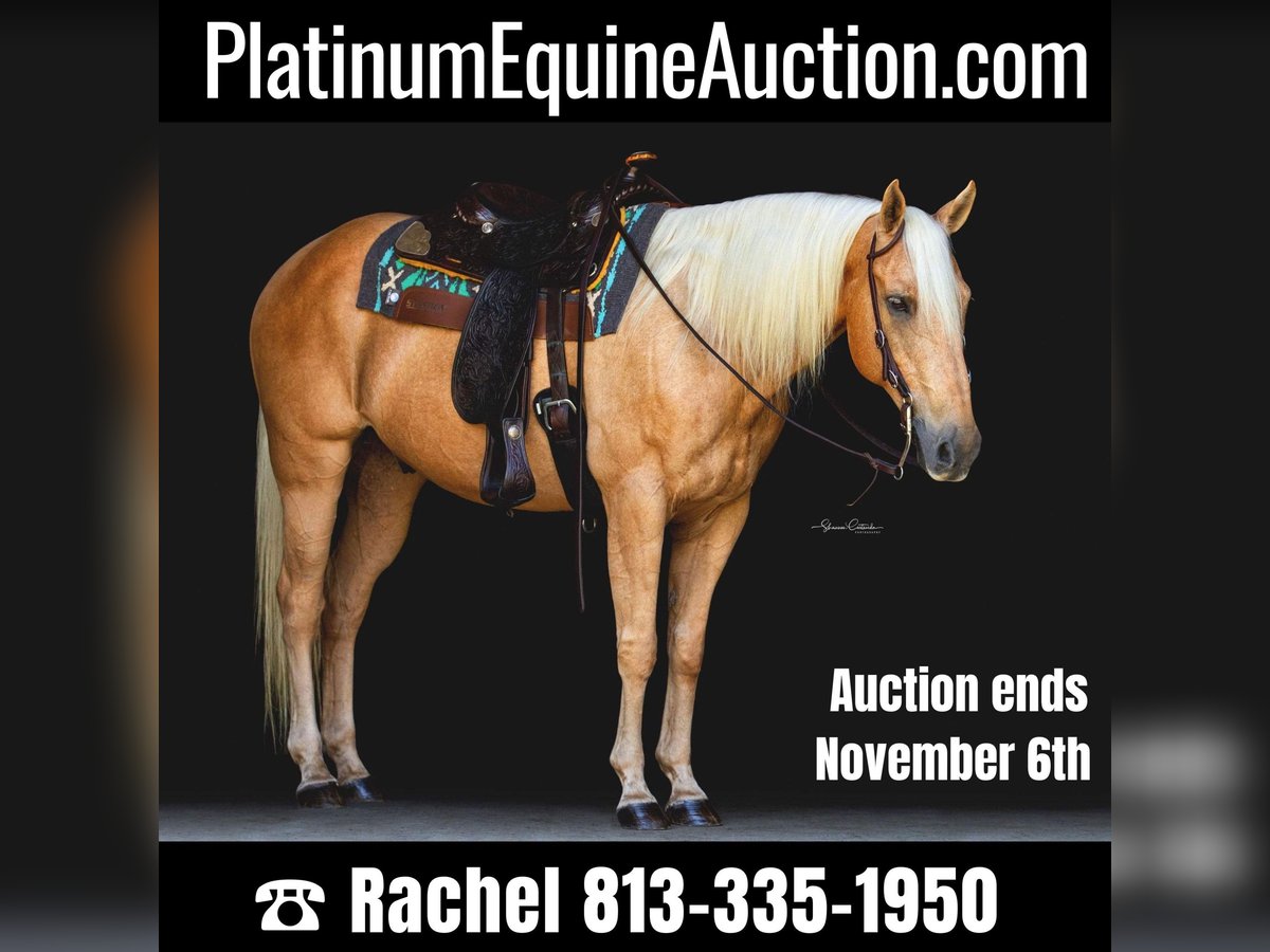 American Quarter Horse Ruin 15 Jaar 147 cm Palomino in Brooksville FL