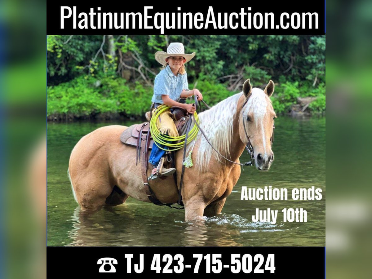 American Quarter Horse Ruin 15 Jaar 152 cm Palomino in Cleveland TN