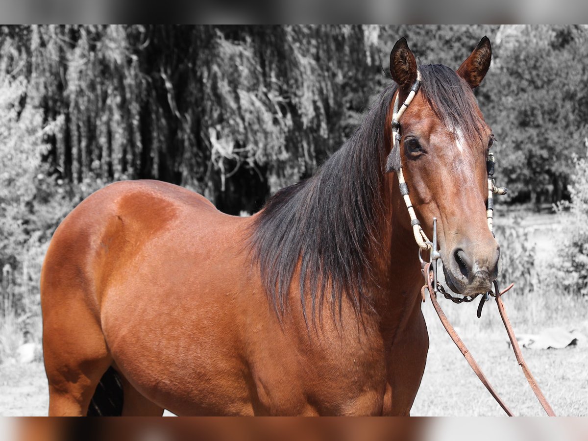 American Quarter Horse Ruin 15 Jaar 155 cm Roodbruin in Fort Collins