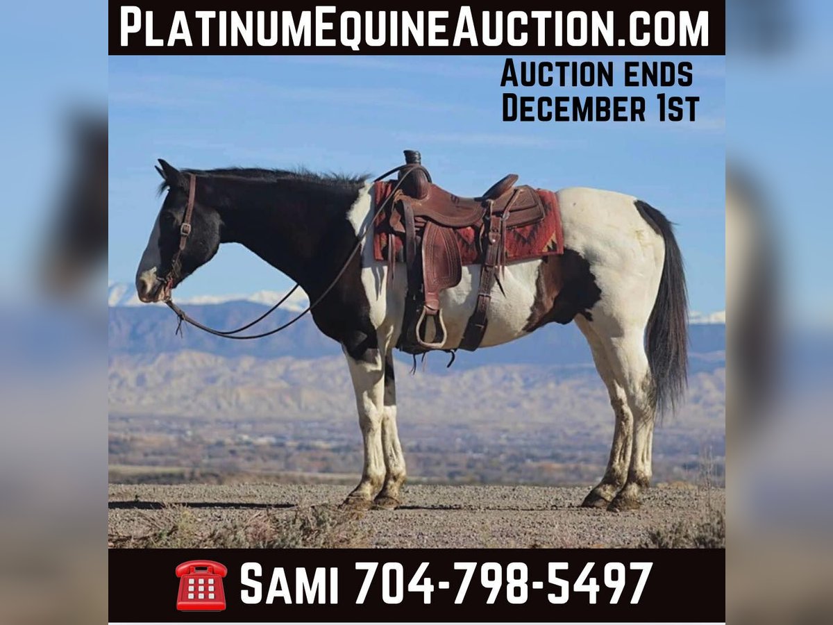 American Quarter Horse Ruin 15 Jaar 157 cm Tobiano-alle-kleuren in Brooksville KY