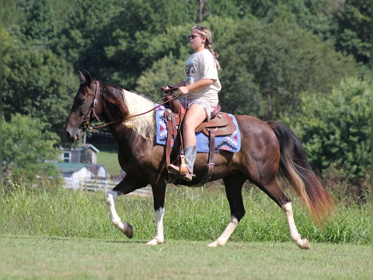 American Quarter Horse Ruin 16 Jaar 142 cm Tobiano-alle-kleuren in Mount Vernon Ky