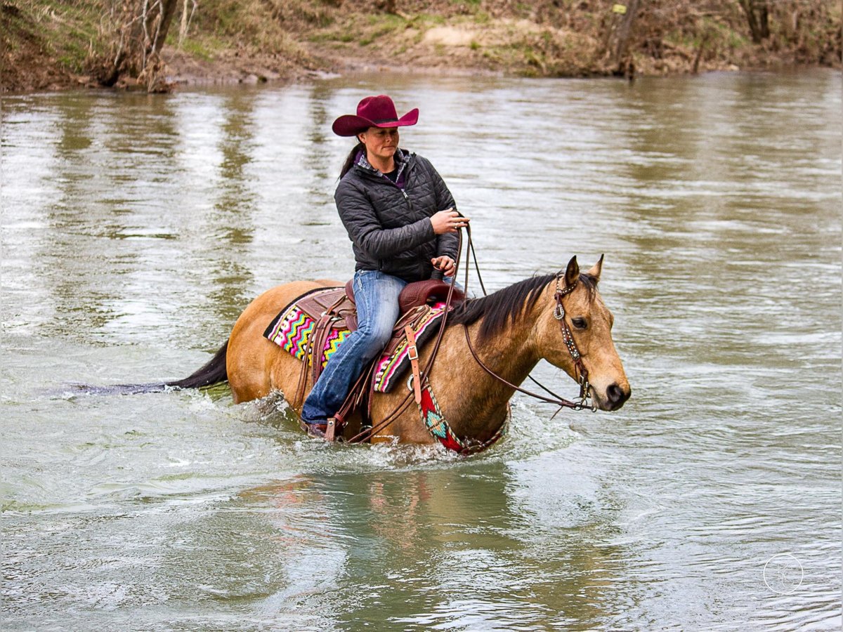 American Quarter Horse Ruin 16 Jaar 147 cm Buckskin in Mountain Grove MO