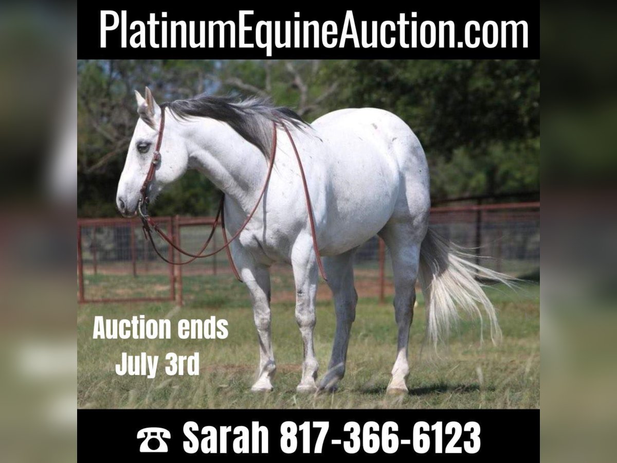 American Quarter Horse Ruin 16 Jaar 152 cm Schimmel in Weatherford TX