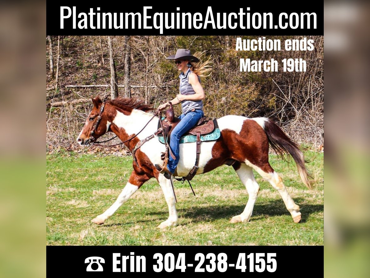 American Quarter Horse Ruin 16 Jaar 152 cm Tobiano-alle-kleuren in Hillsboro KY