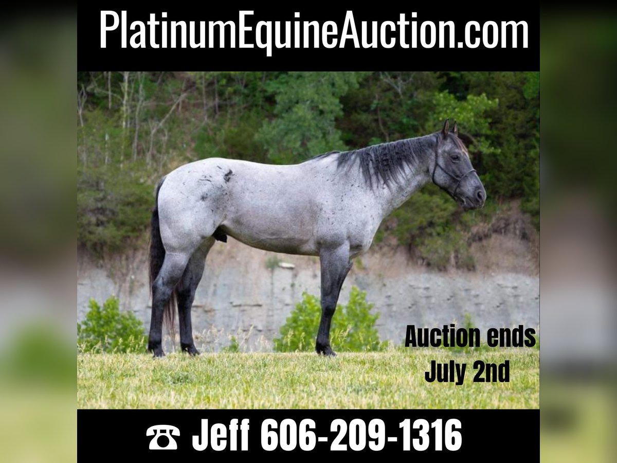 American Quarter Horse Ruin 17 Jaar 163 cm Roan-Blue in Middletown OH