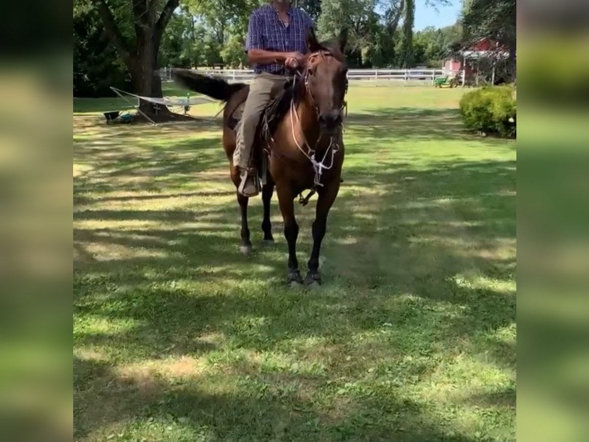 American Quarter Horse Ruin 18 Jaar 152 cm Falbe in Millstone Township