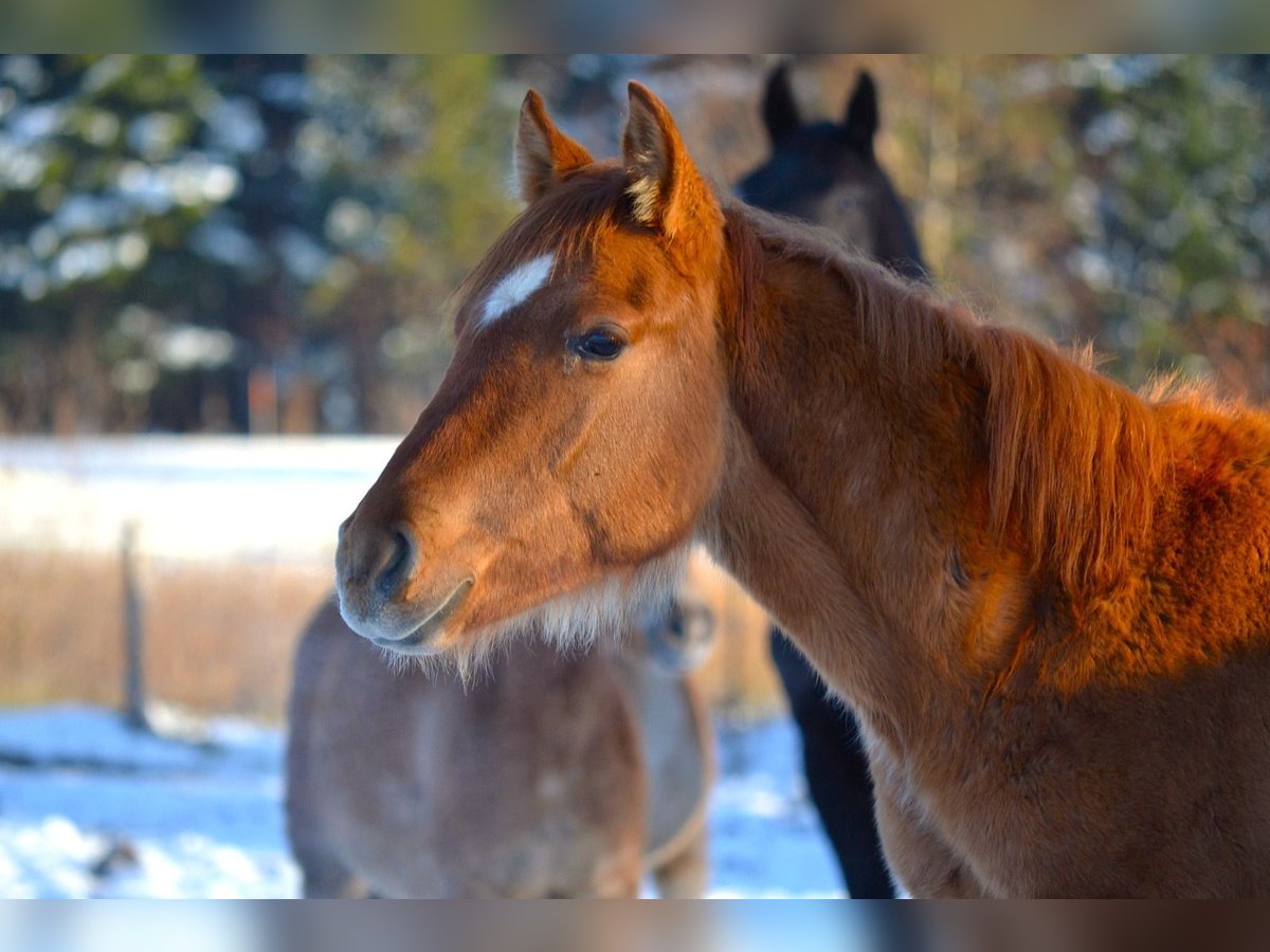 American Quarter Horse Mix Ruin 1 Jaar 142 cm Red Dun in St. Koloman
