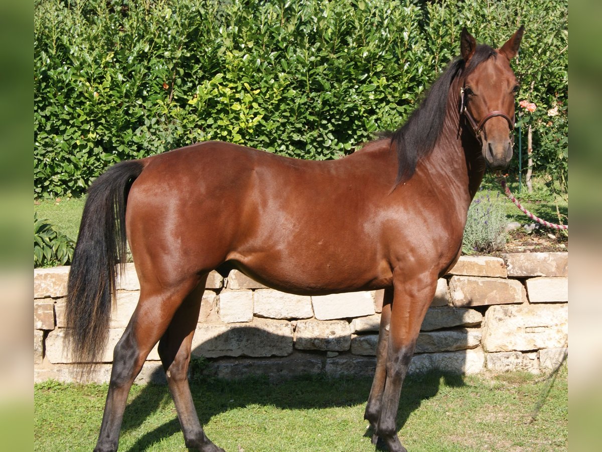 American Quarter Horse Ruin 1 Jaar 150 cm Bruin in Naumburg