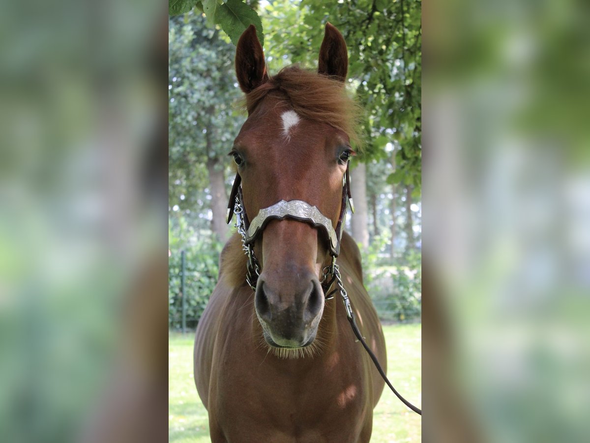 American Quarter Horse Ruin 1 Jaar 160 cm Vos in Midwolde