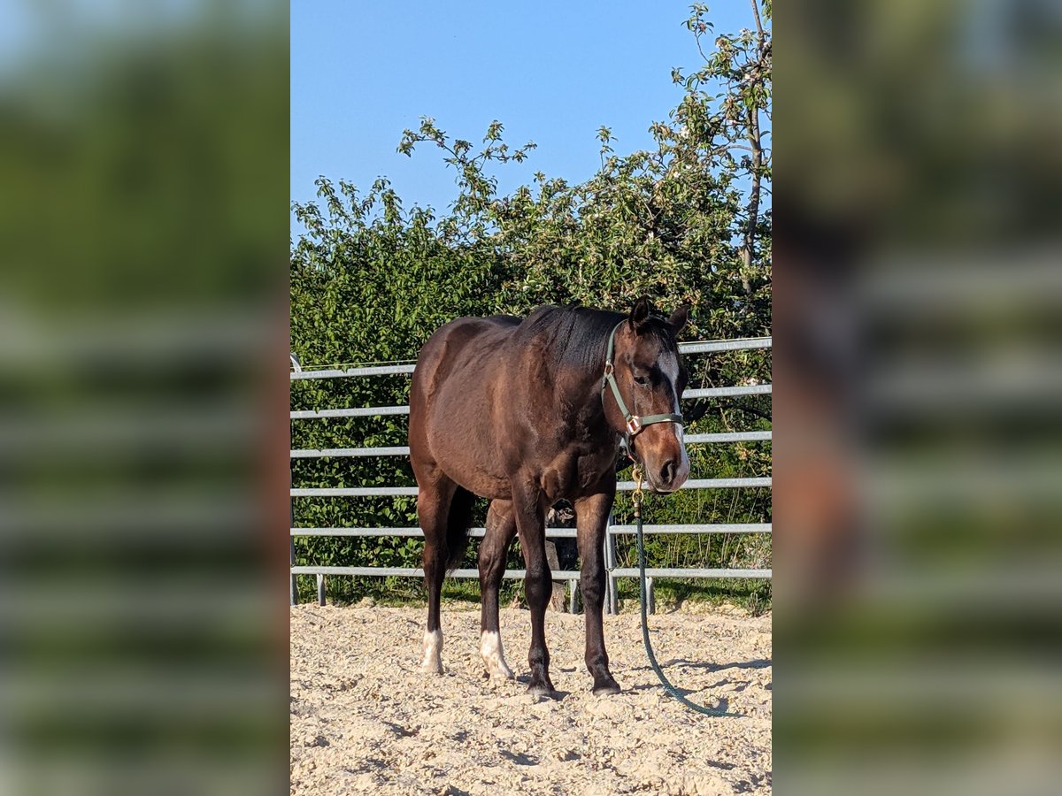 American Quarter Horse Ruin 2 Jaar 145 cm Bruin in Rödinghausen