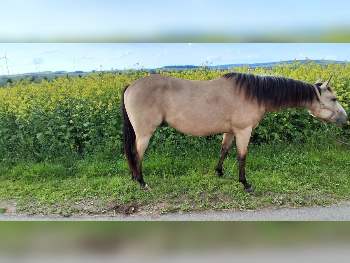 American Quarter Horse Ruin 2 Jaar 148 cm Buckskin in Gieboldehausen