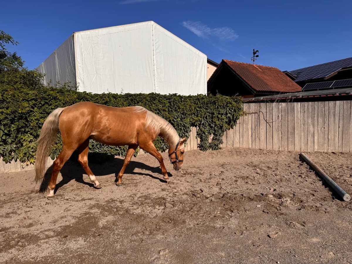 American Quarter Horse Ruin 2 Jaar 148 cm Palomino in Wiedergeltingen
