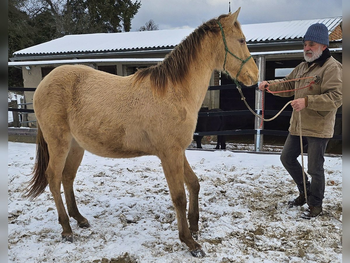 American Quarter Horse Ruin 2 Jaar 150 cm Champagne in Müglitztal