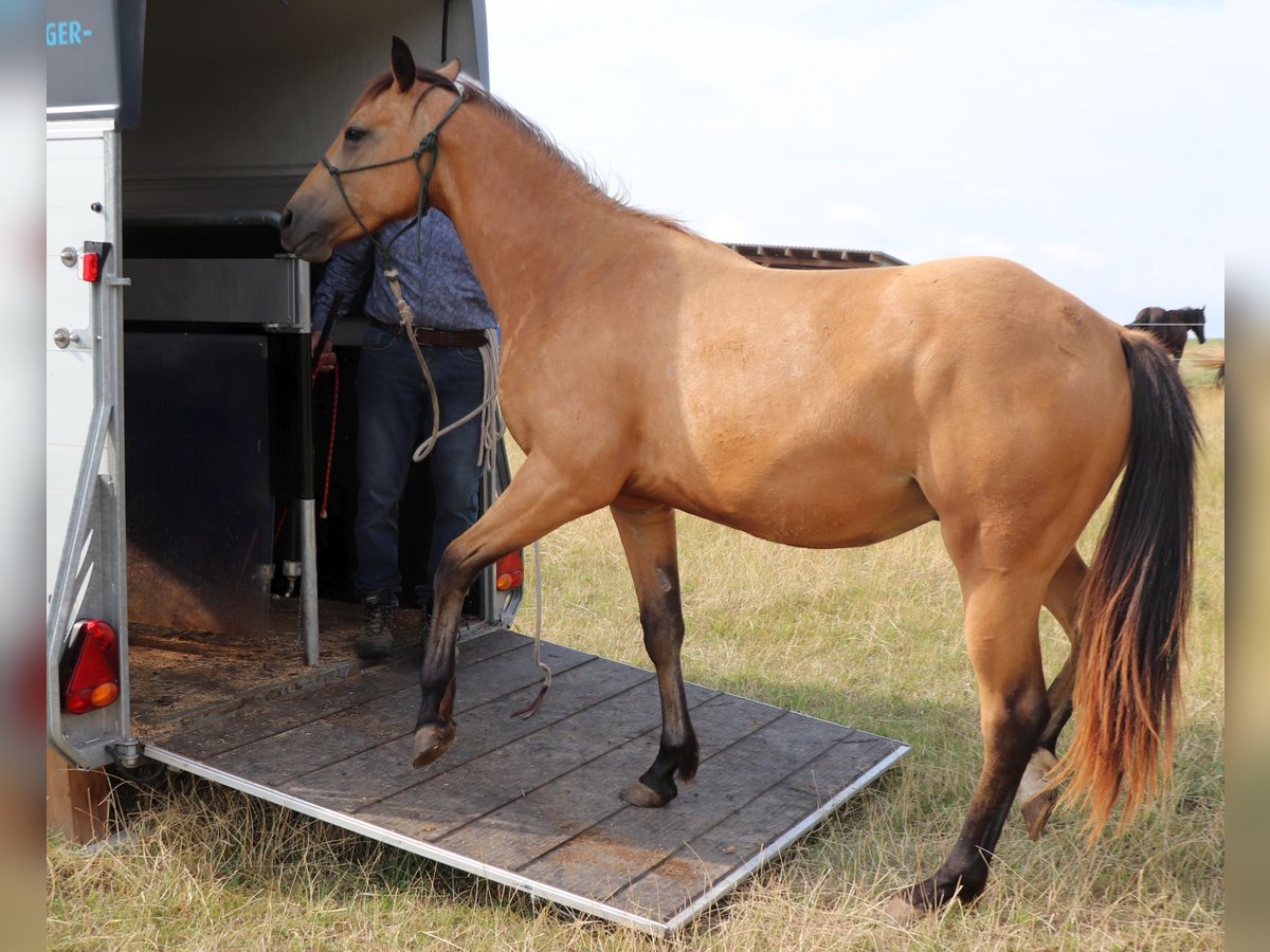 American Quarter Horse Ruin 2 Jaar 152 cm Buckskin in M&#xFC;glitztal