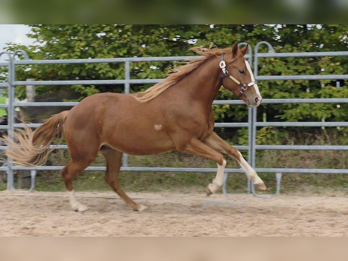 American Quarter Horse Ruin 2 Jaar 152 cm Vos in Langenbach