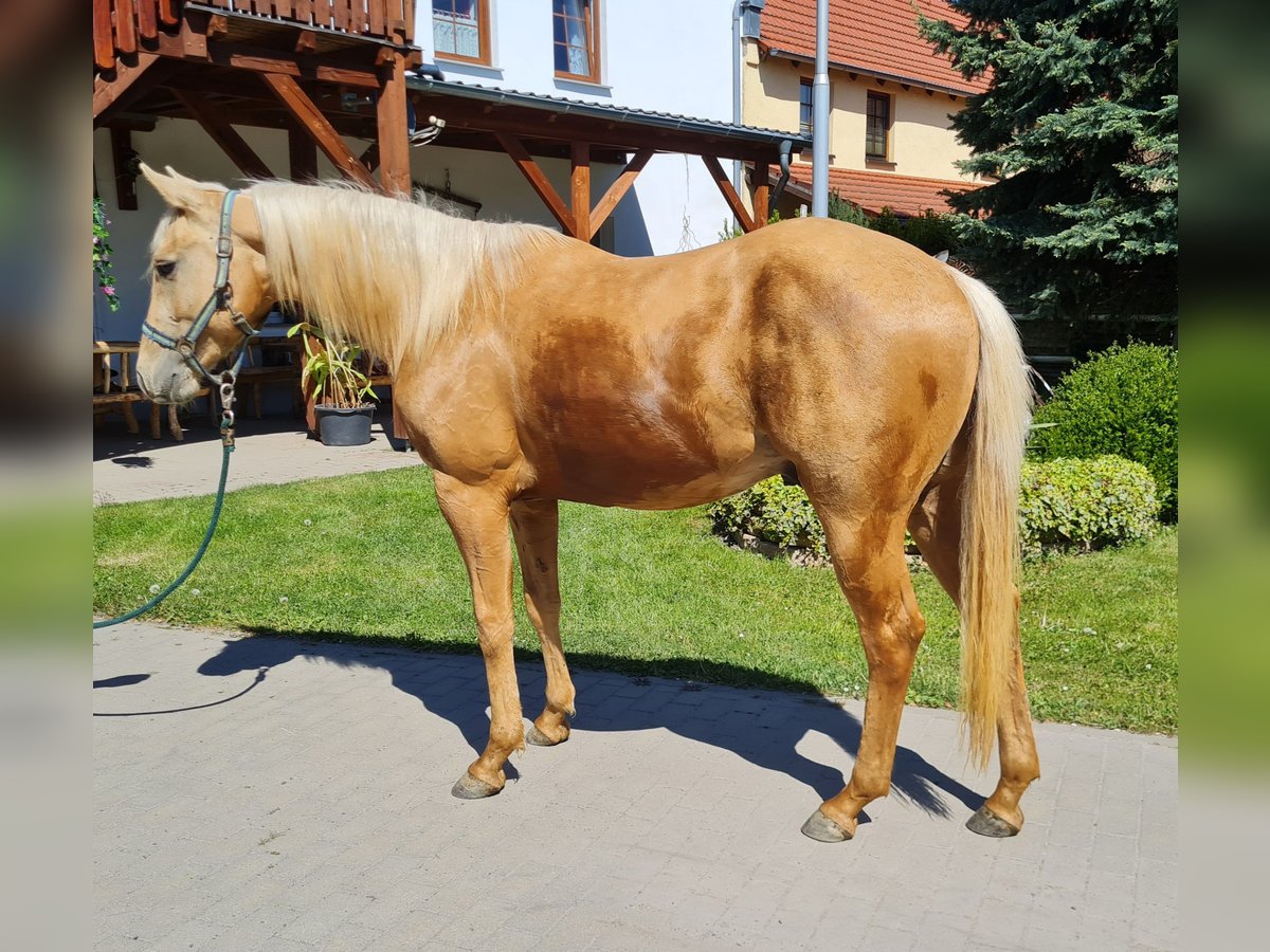 American Quarter Horse Ruin 2 Jaar 154 cm Palomino in Harth-Pöllnitz
